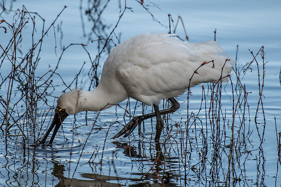 Royal Spoonbill
