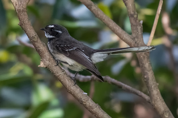 Grey Fantail