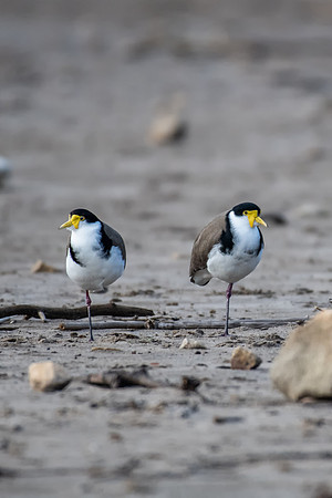 Masked Lapwing