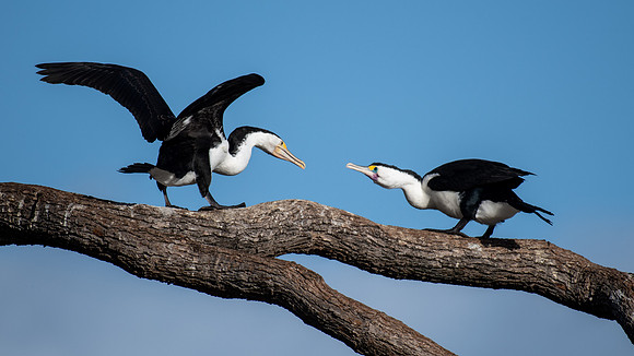 Pied Cormorant