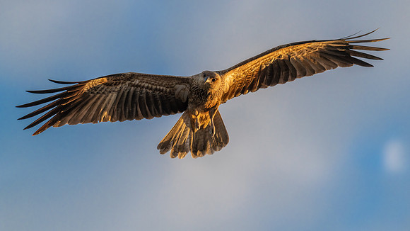 Whistling Kite