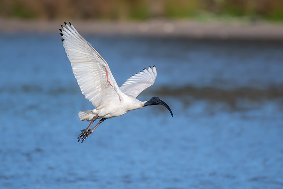 Australian White Ibis