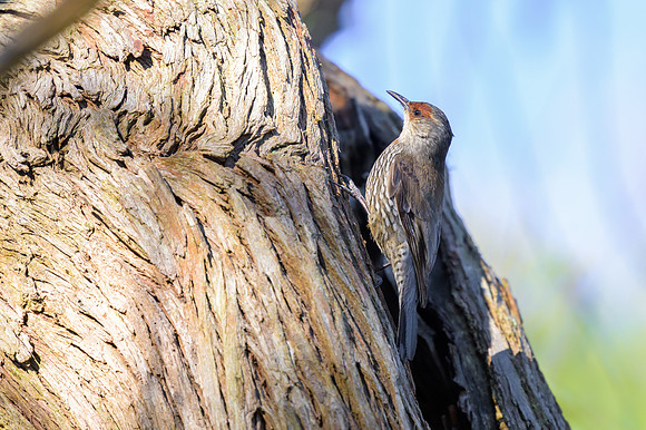 Red-browed Treecreeper