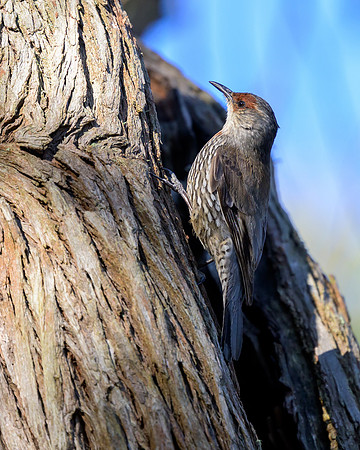 Red-browed Treecreeper