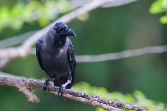 House Crow