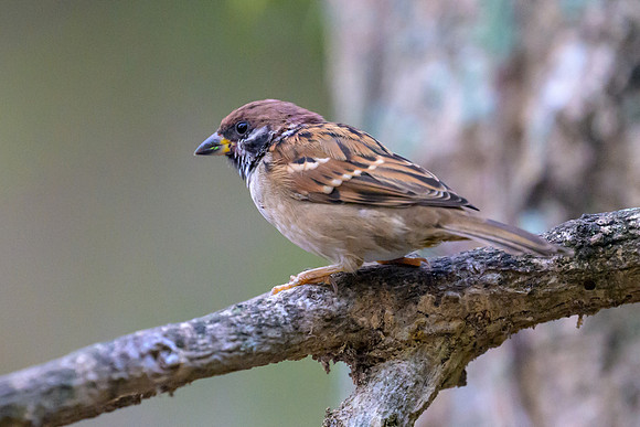 Eurasian Tree Sparrow