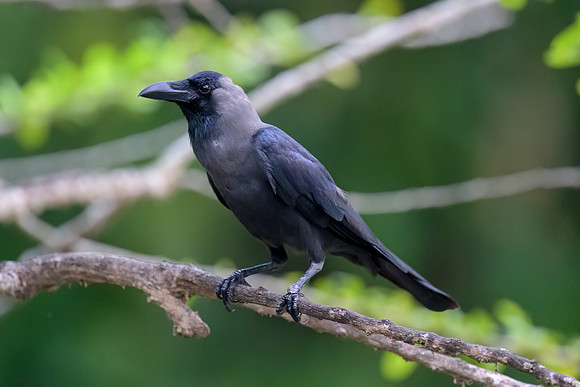 House Crow