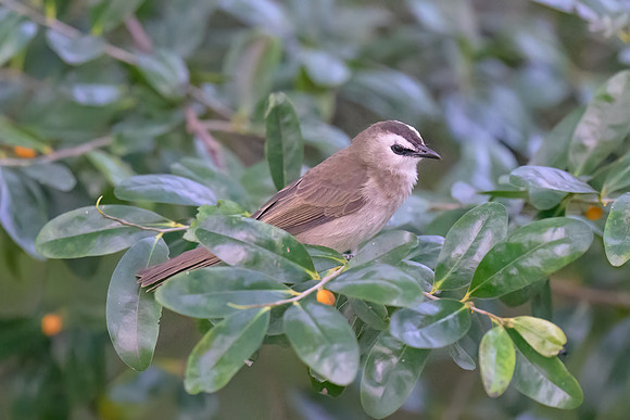 Yellow-vented Bulbul