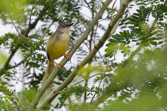 Yellow-bellied Prinia