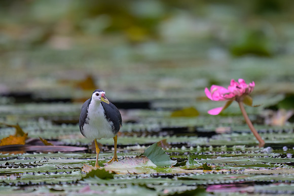 White-breasted Waterhen