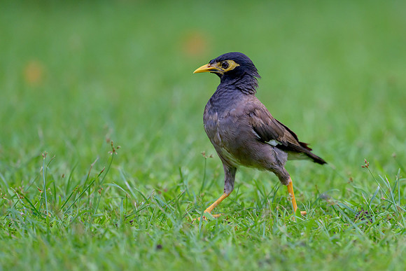 Common Myna