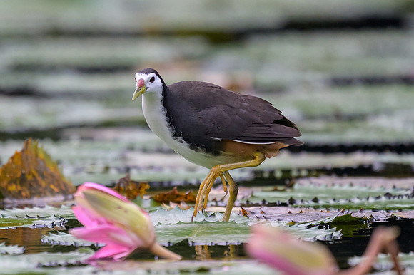 White-breasted Waterhen