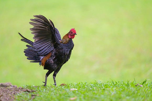 Red Junglefowl