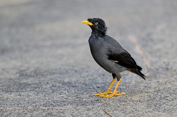 Javan Myna
