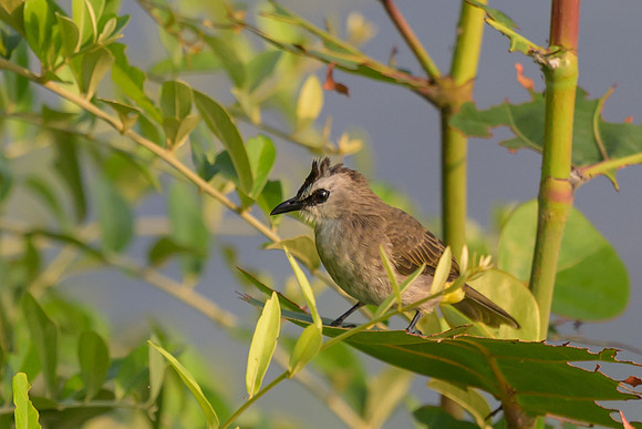 Yellow-vented Bulbul