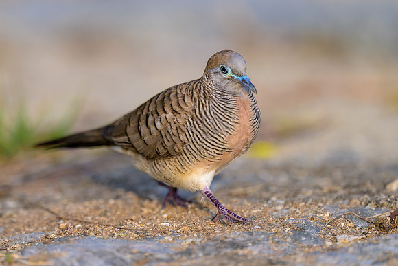 Zebra Dove