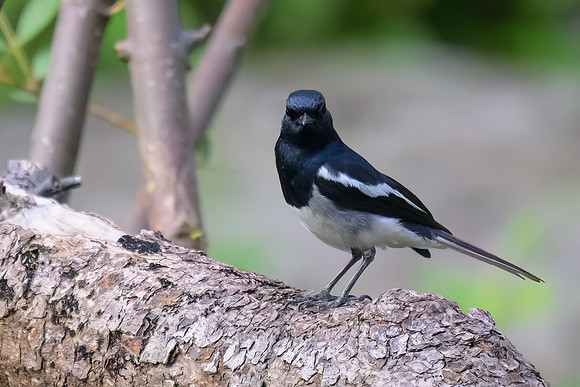 Oriental Magpie-Robin
