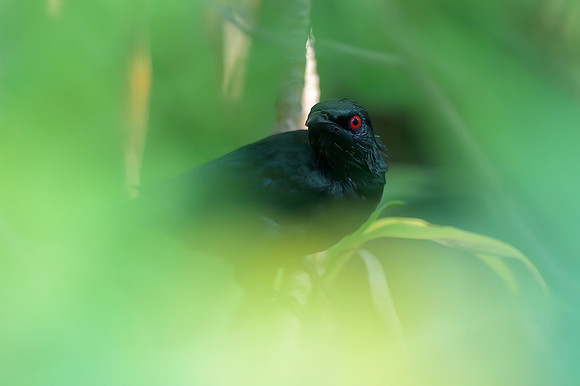 Asian Glossy Starling