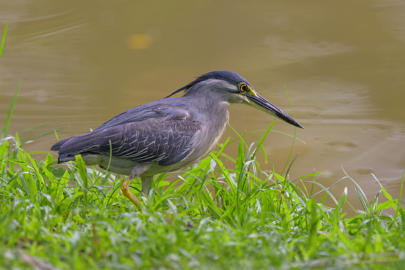 Striated Heron