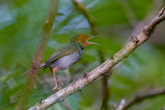 Ashy Tailorbird