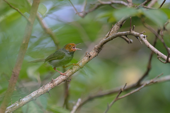 Ashy Tailorbird