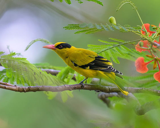 Black-naped Oriole