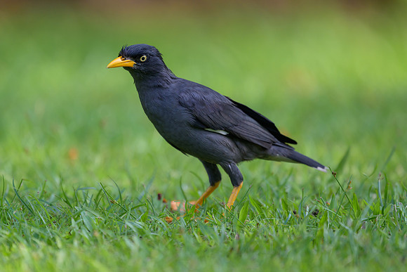 Javan Myna