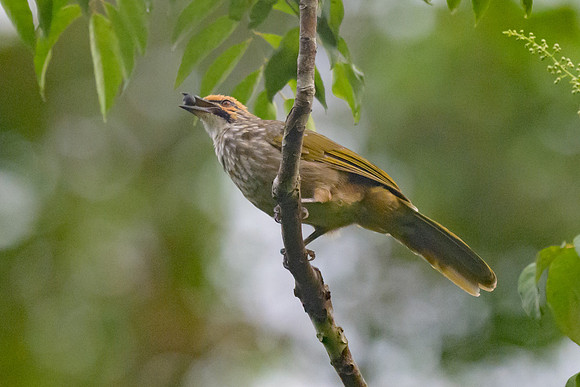 Straw-headed Bulbul