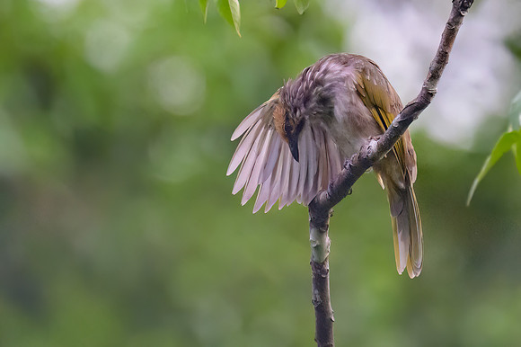 Straw-headed Bulbul