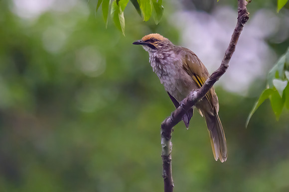 Straw-headed Bulbul