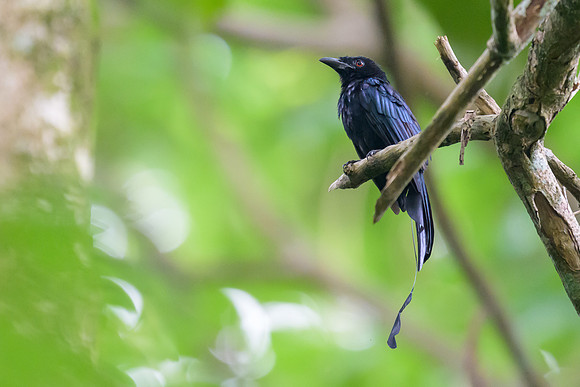 Greater Racket-tailed Drongo