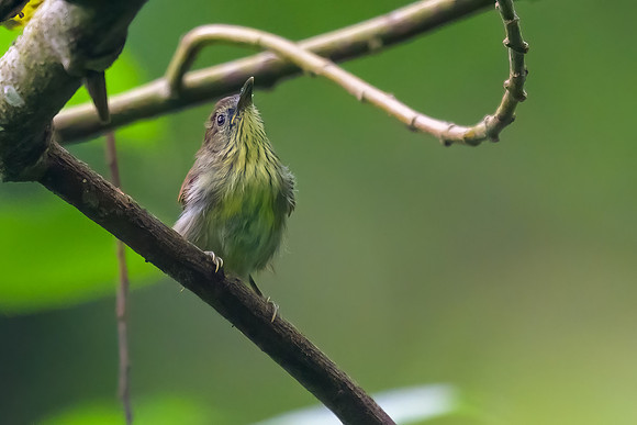 Pin-striped Tit-Babbler