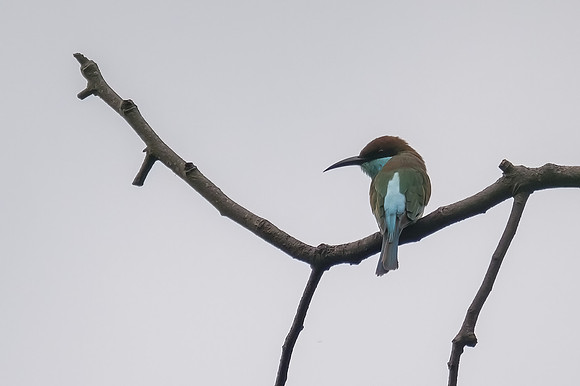 Blue-throated Bee-eater