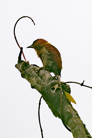 Banded Woodpecker