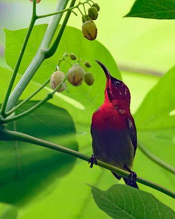 Crimson Sunbird