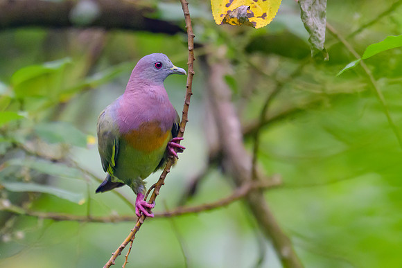 Pink-necked Green-Pigeon
