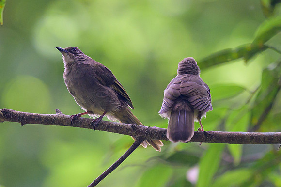 Olive-winged Bulbul