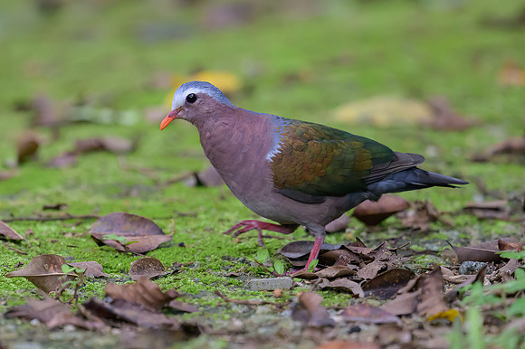 Asian Emerald Dove