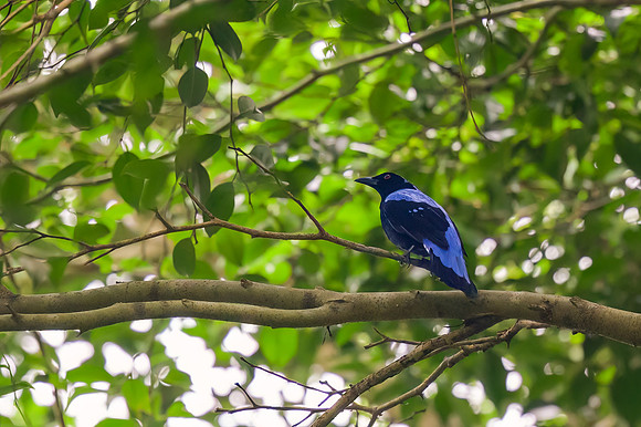 Asian Fairy-bluebird