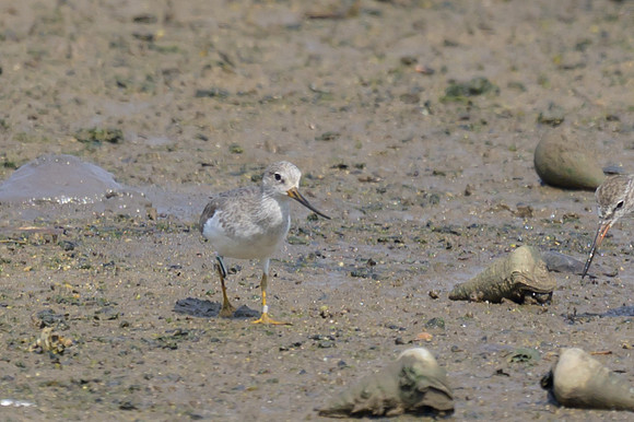 Terek Sandpiper