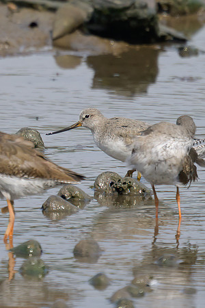 Terek Sandpiper