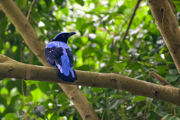 Asian Fairy-bluebird