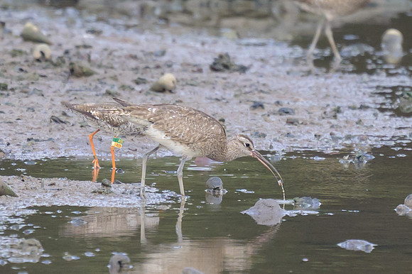 Whimbrel