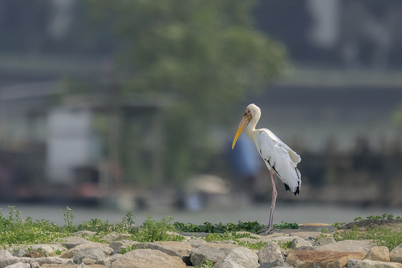 Milky Stork