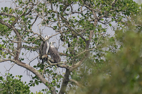 White-bellied Sea Eagle