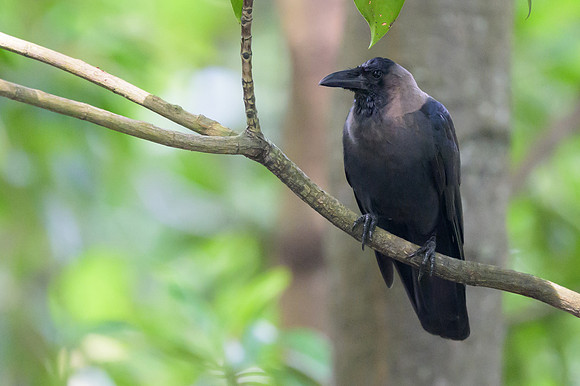 House Crow