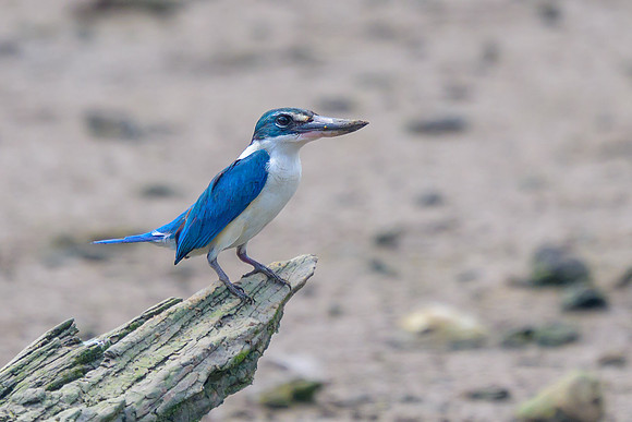Collared Kingfisher