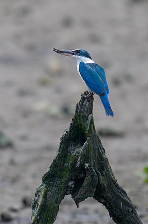 Collared Kingfisher