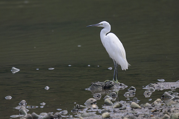Little Egret