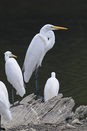 Great Egret
